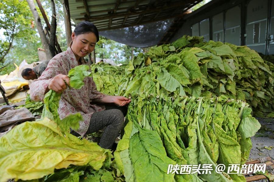 烟叶自动编杆机技术革新与应用前景展望