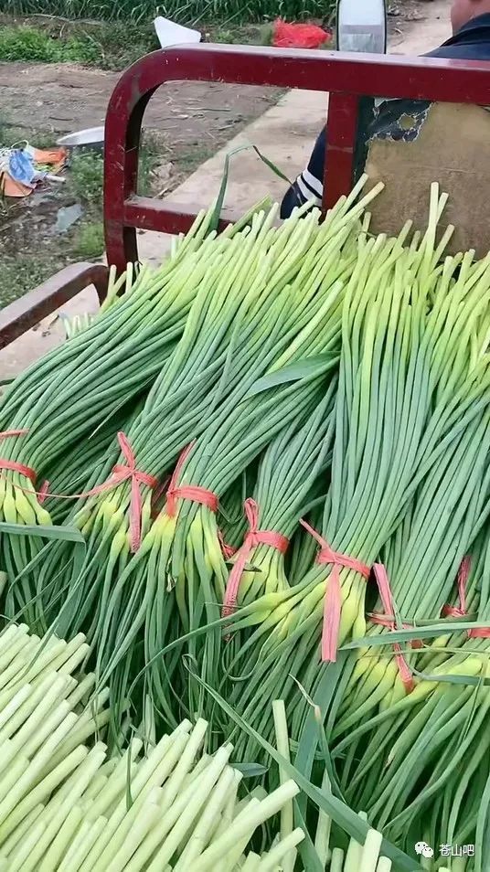 苍山蒜苔最新价格动态，市场走势分析与种植户应对策略探讨