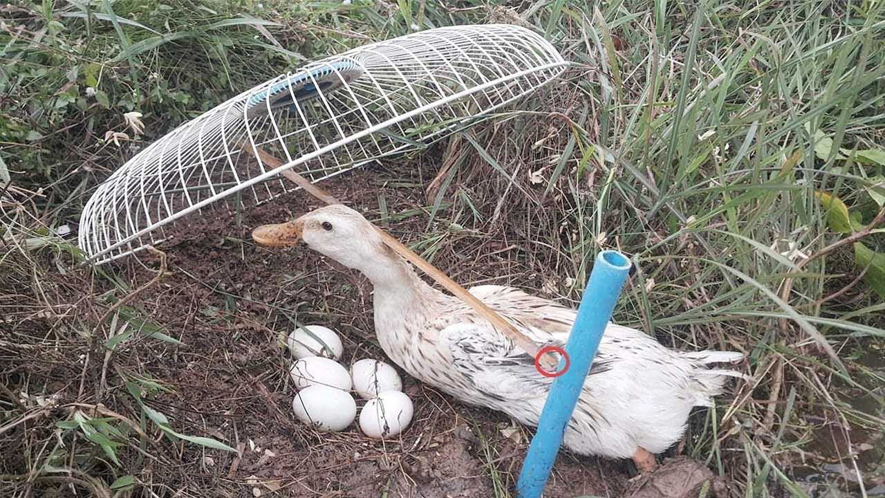 最新老鸭窝探索与体验之旅