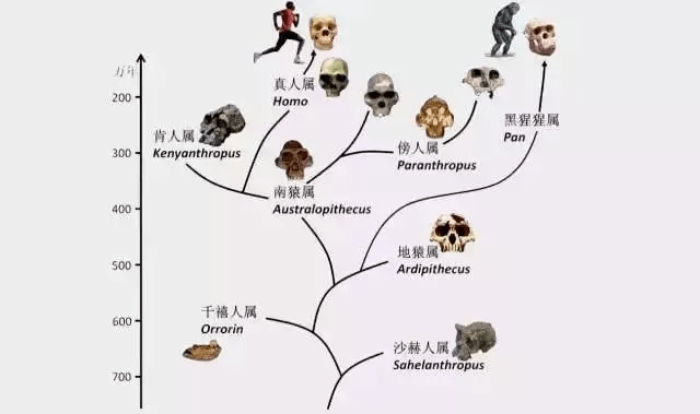 澳门一码一肖一特一中Ta几si,动态调整策略执行_4K版44.102